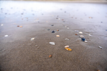 Seashells on Wet Beach Sand: Close-up of Coastal Treasures by the Water's Edge, Nature's Ocean Gifts