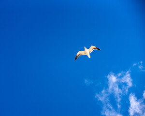 Soaring Seagull Against Azure Sky: Majestic Bird in Flight, Symbol of Freedom and Coastal Serenity