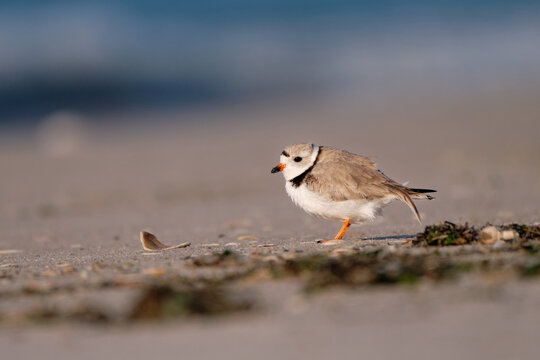 Piping Plover at the beach  - Powered by Adobe