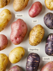 Assortment of colorful potatoes with variety labels