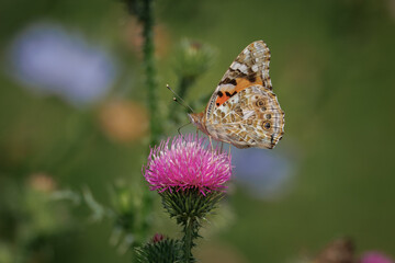 Close-up of a Painted Lady (Vanessa cardui) butterfly perched on a marsh thistle flower against a blurred green background on a sunny summer day.	