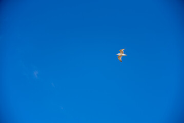 Soaring Seagull Against Azure Sky: Majestic Bird in Flight, Symbol of Freedom and Coastal Serenity