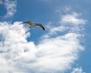 Soaring Seagull Against Azure Sky: Majestic Bird in Flight, Symbol of Freedom and Coastal Serenity