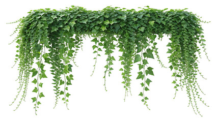 Cascading green ivy plant isolated on transparent background