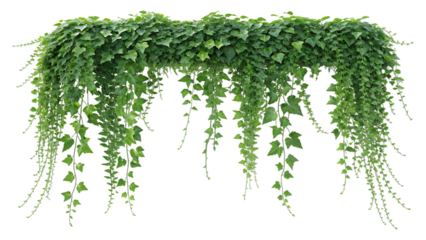 Cascading green ivy plant isolated on transparent background