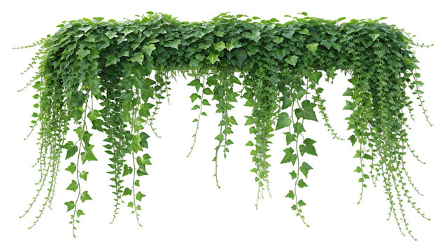 Cascading green ivy plant isolated on transparent background