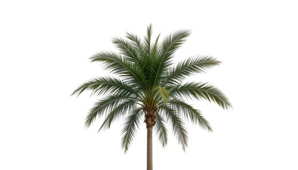 Isolated palm tree png for graphic design and summer backgrounds with transparent background for easy use isolated on transparent background