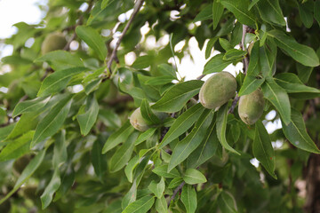 Almonds growing on the branch of almond tree