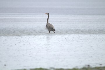 great grey heron in the rain