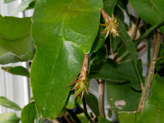 Bourgeons floraux sur un Epiphyllum Oxypetalum (Reine de la nuit ou berceau de Moïse) - 21 juillet 2025