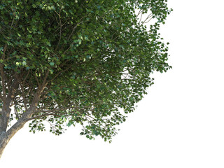 Obraz premium Acer platanoides Crimson King Tree corner 4k png cutout