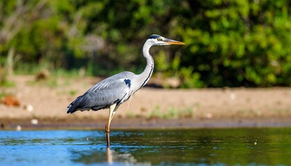 Fototapeta premium Grey heron wading in shallow water (2)