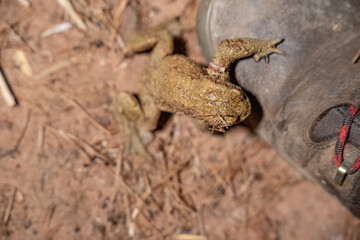 Desert Toad Encounter: Camouflaged Amphibian with Neck Markings Next to a Hiking Boot in Arid...