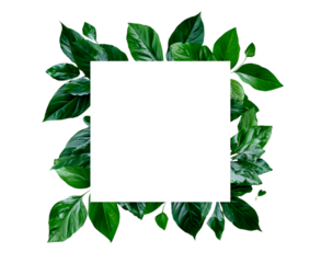 Blank white square surrounded by lush green leaves on transparent background, PNG