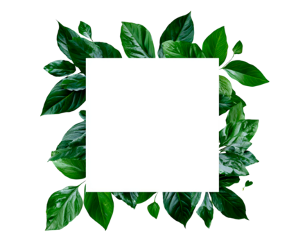 Blank white square surrounded by lush green leaves on transparent background, PNG