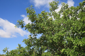 Almond trees full of fruits