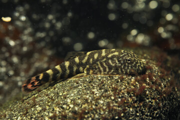 Pink Tail Borneo Suker (Gastromyzon sp. SK01)