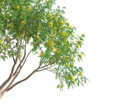 Pterocarpus macrocarpus Tree corner 4k png cutout