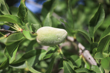Almonds growing on the branch of almond tree