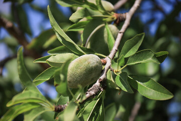 Almonds growing on the branch of almond tree