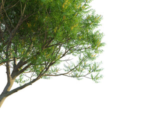 Schizolobium parahyba Tree corner 4k png cutout