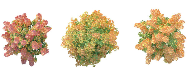 Acer buergerianum Tree plan top view 4k png cutout