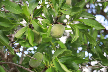 Almonds growing on the branch of almond tree