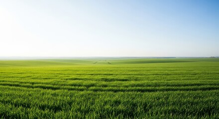 green field and blue sky