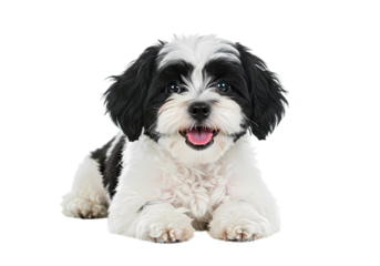 A Happy Lhasa Apso Mix Puppy