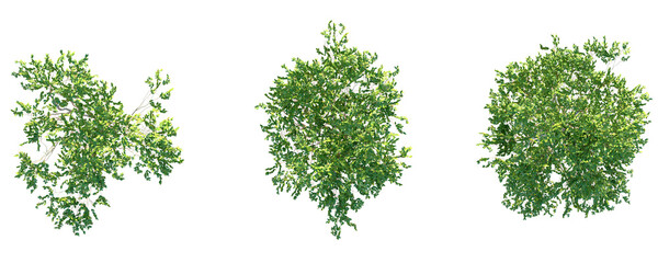 Eucalyptus deglupta  Tree plan top view 4k png cutout isolate