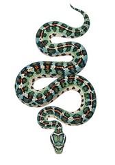 Fototapeta premium An elegant spotted snake slithers gracefully showcasing its unique patterns - This illustration features a beautiful spotted snake, symbolizing grace, nature, beauty, and wildlife diversity.