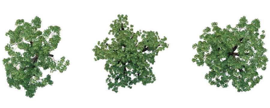 Samanea saman Tree plan top view 4k png cutout