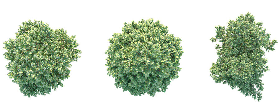 Tilia x europaea Pallida Tree plan top view 4k png cutout