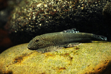 Bluefin Hillstream loach (Gastromyzon aeroides)