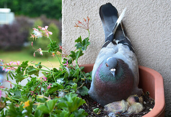A pigeon carefully guarding its chicks while nesting in a flower pot on a balcony. The baby birds...