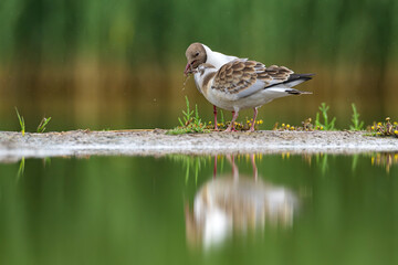 Lachmöwe Larus ridibundus black-headed gull