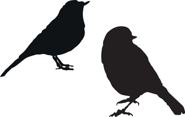 silhouette of a crow