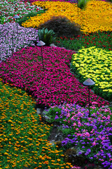 Rows of Bright Colorful Flowers in Well Kept Garden for Beauty of Landscaped Yard Landscaping Desigh