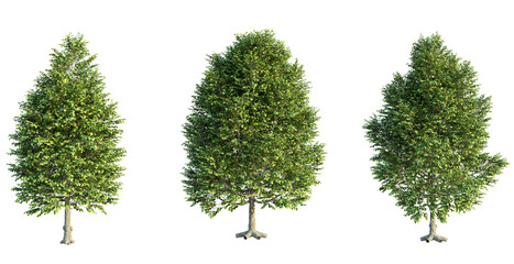 Tilia x europaea Pallida Tree 4k png cutout