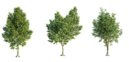 Obraz premium Tilia x europaea Pallida Tree 4k png cutout isolate