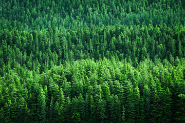 Lush Green Pine Forest or Forrest on Wild Mountainside in Wilderness Environment