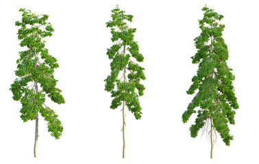 Carallia brachiata Honiara Tree 4k png cutout