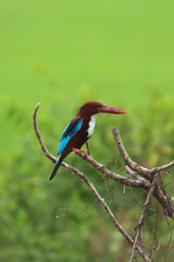 White throated kingfisher perched on a tree branch