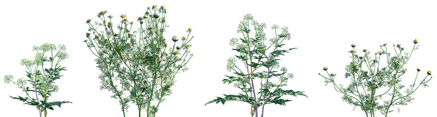 Set of Chamaemelum nobile and Angelica archangelica  isolated png on a transparent background...