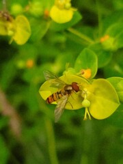 butterfly on yellow flower