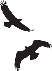 eagle in flight