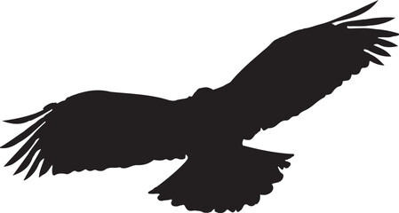eagle in flight