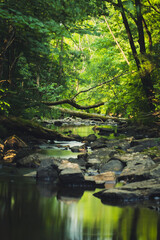 Peaceful woodland creek flowing through lush greenery.