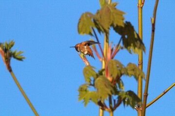 hummingbird taking off