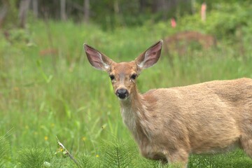 deer in the grass